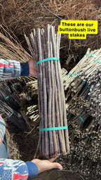 buttonbush live stakes for sale 