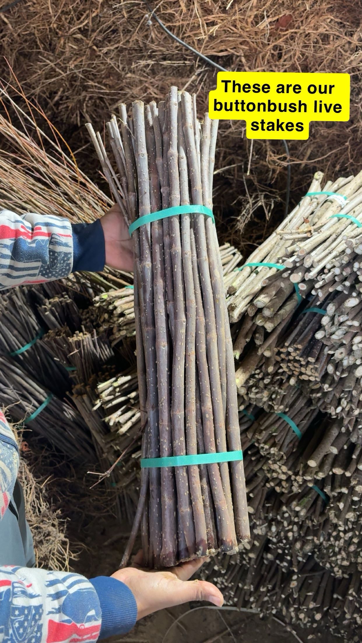 buttonbush live stakes for sale 