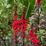 Cardinal Flower - TN Nursery