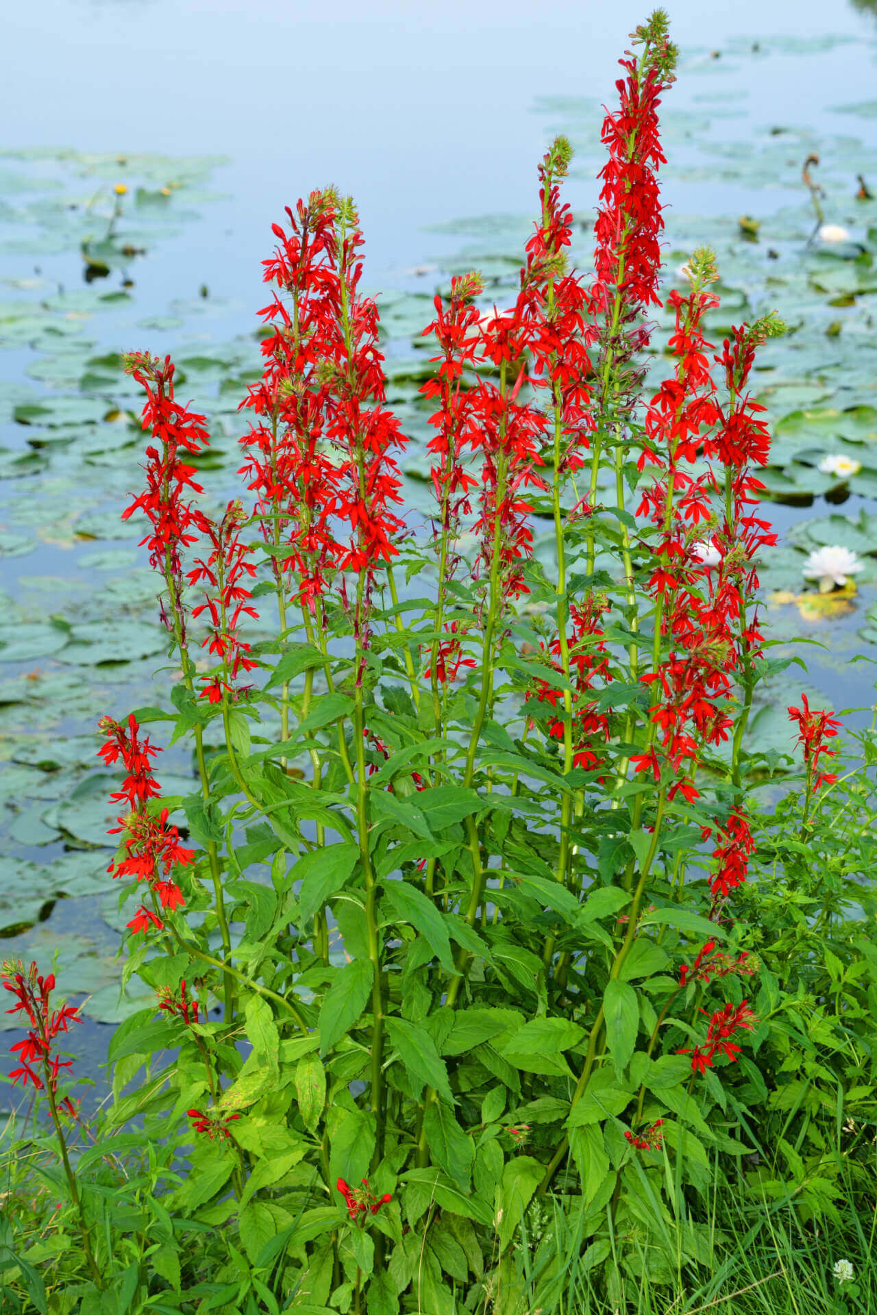 Cardinal Flower in full bloom full of red flowers.