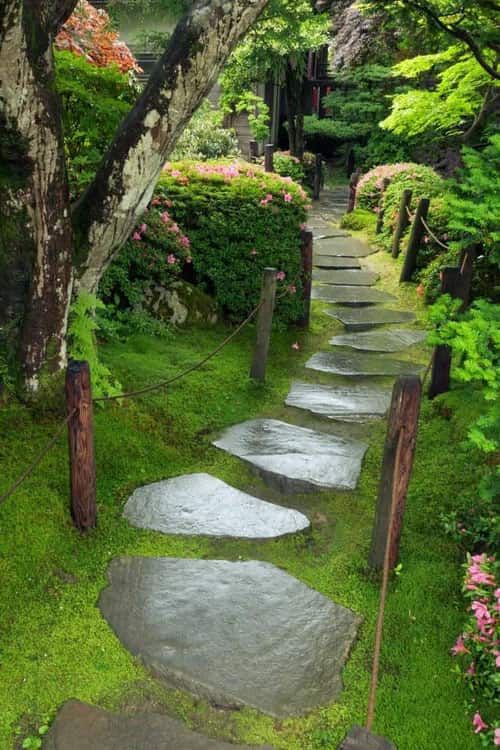 Carpet moss creating soft natural ground cover TN Nursery