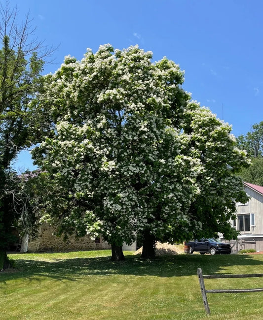 Large tree with white flowers in a grassy area with a house in the background