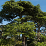 Cedar Tree - TN Nursery