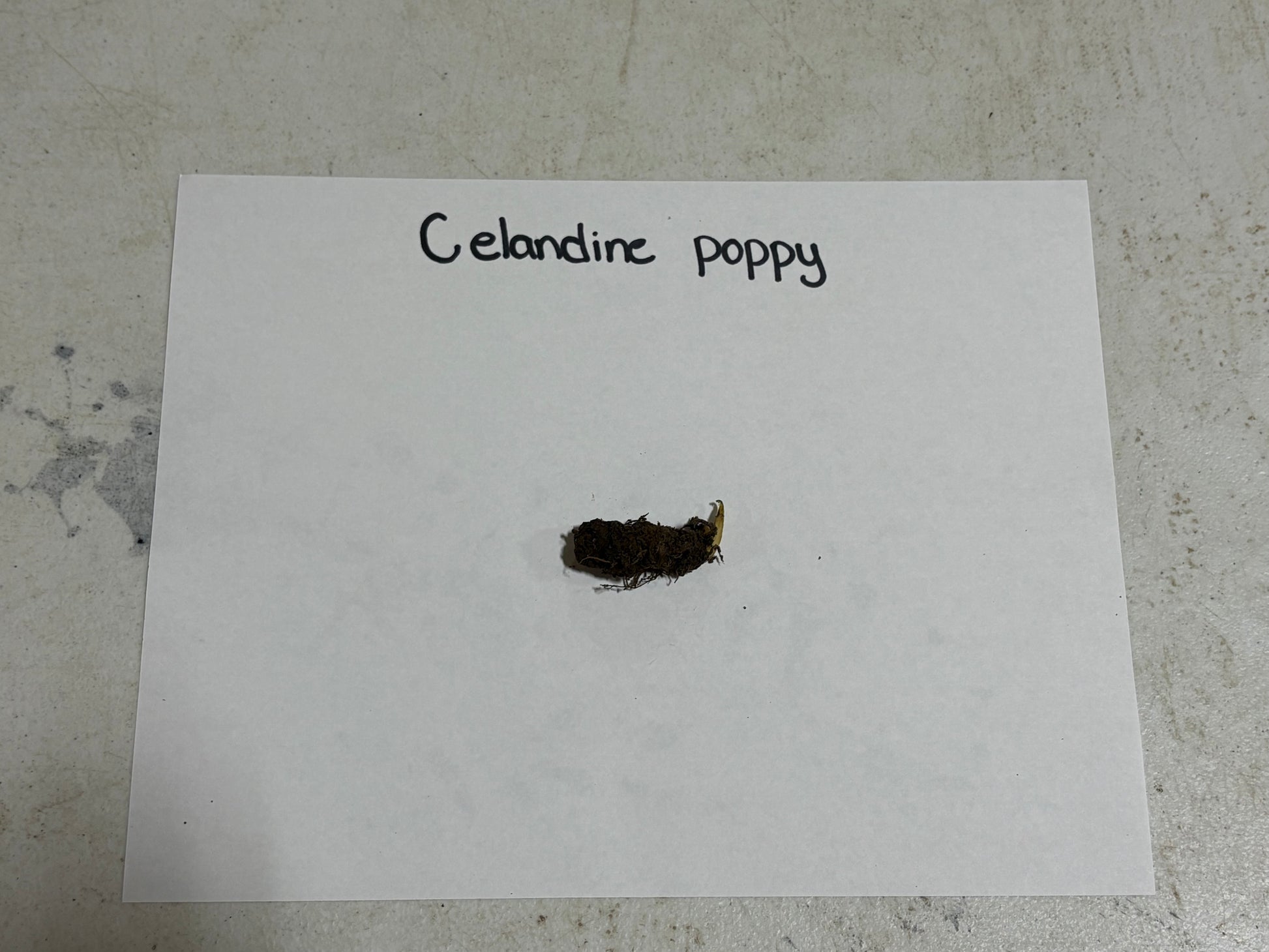 Small sample of celandine poppy on a white card with 'Celandine poppy' text, placed on a textured surface.