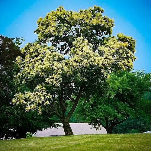 Chinese Chestnut Tree - TN Nursery
