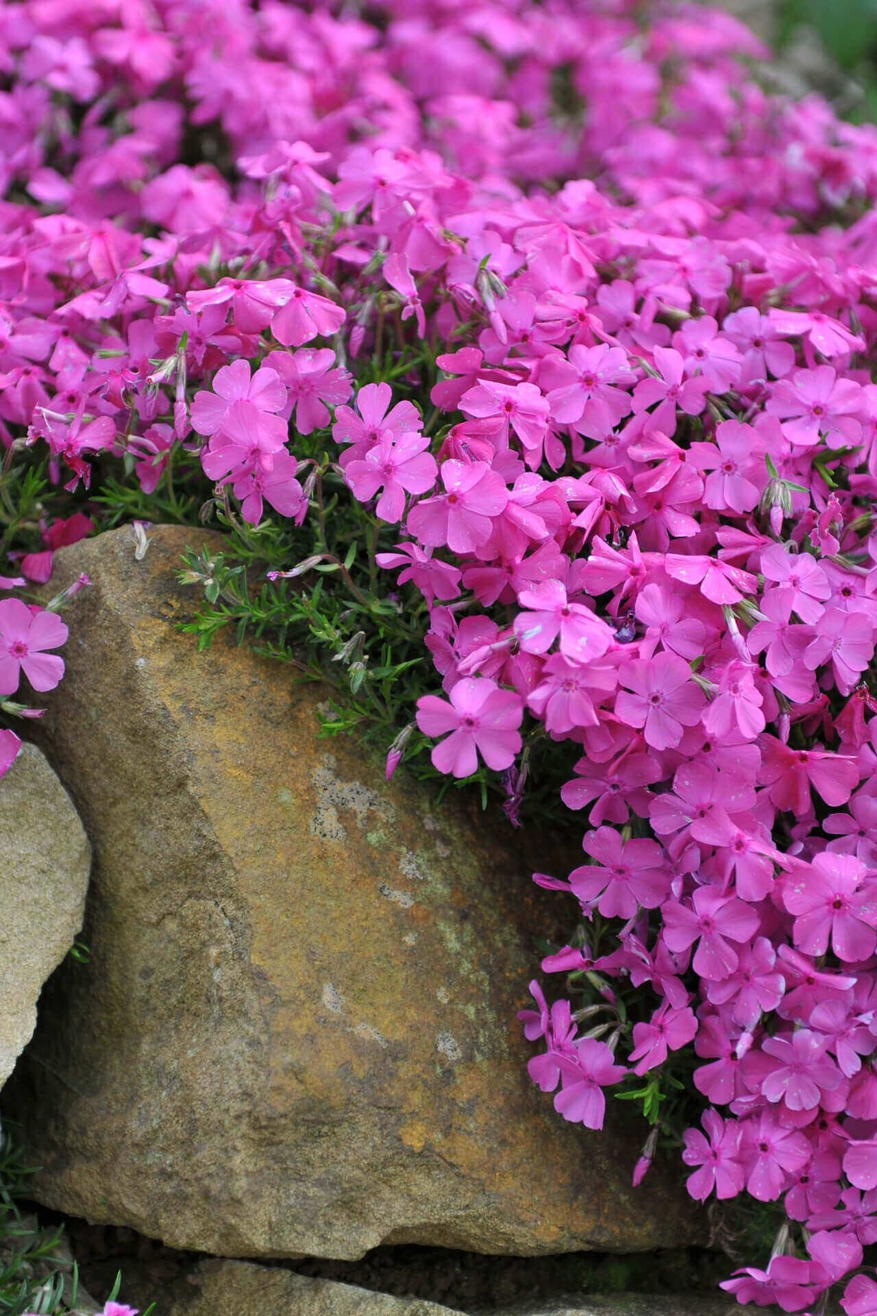 Creeping Phlox