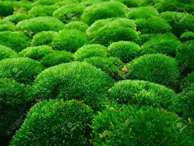 Cushion Moss Covering the Forrest Floor