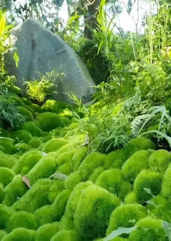 Cushion Moss For Sale TN Nursery