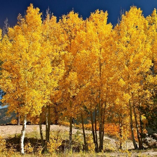 Quaking Aspen tree - TN Nursery