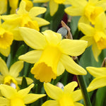 Daffodil Plant - TN Nursery
