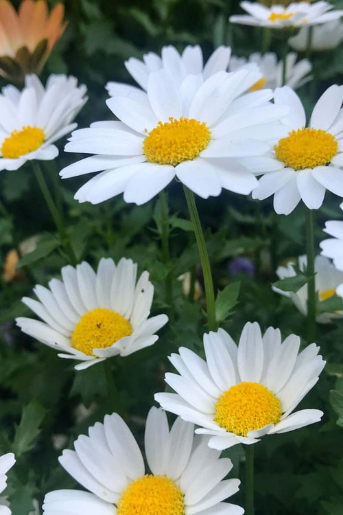 Ox-Eye Daisy
