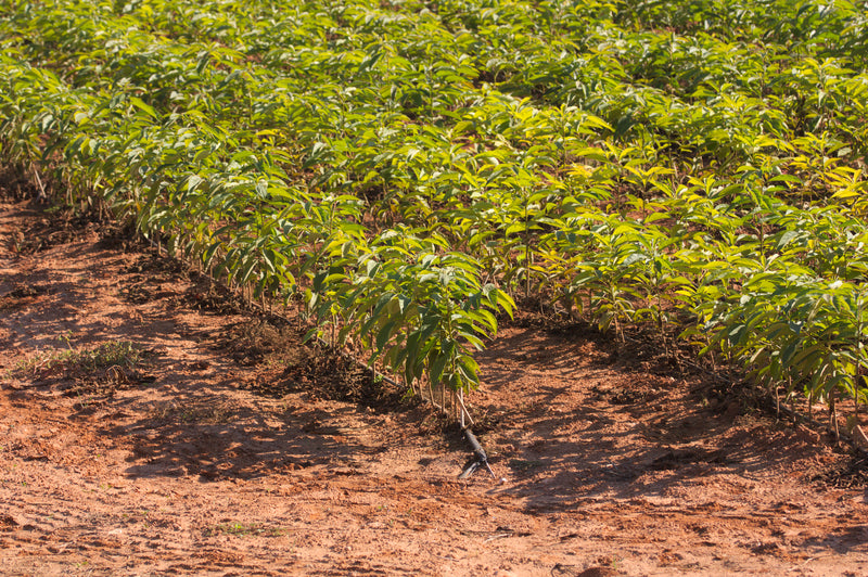persimmon tree seedlings