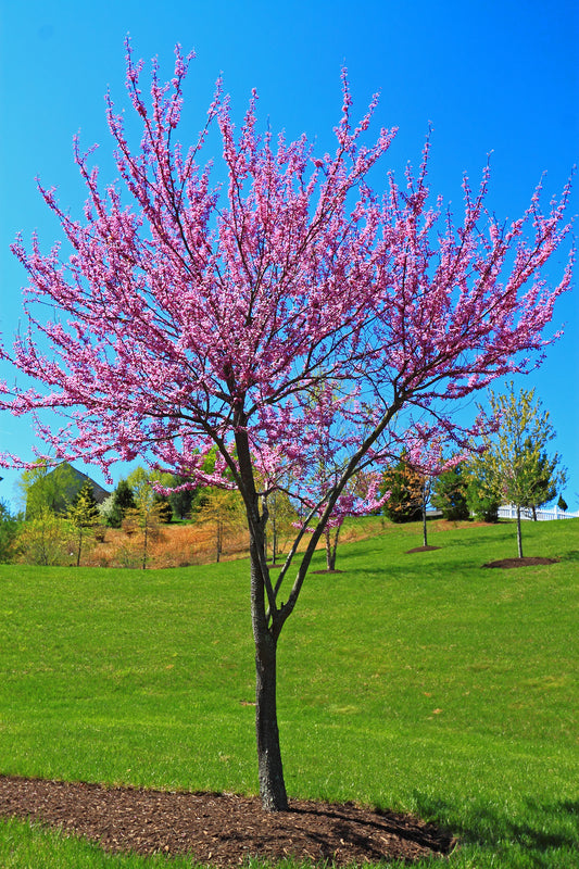 Redbud Tree