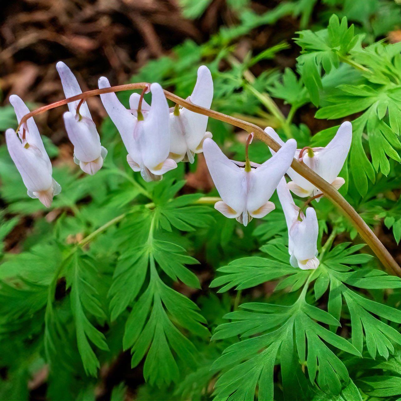 Dutchmas Breeches - TN Nursery