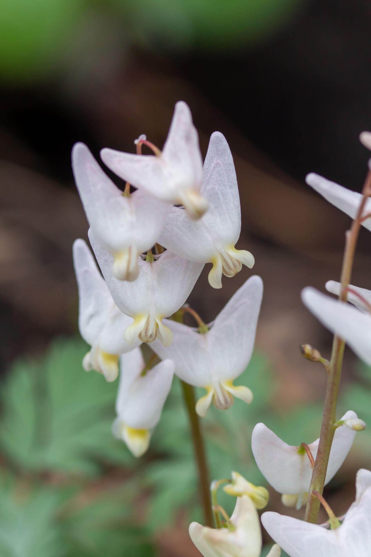 Dutchmas Breeches - TN Nursery