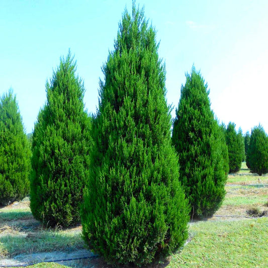 Row of conifer trees in a field with a clear sky.