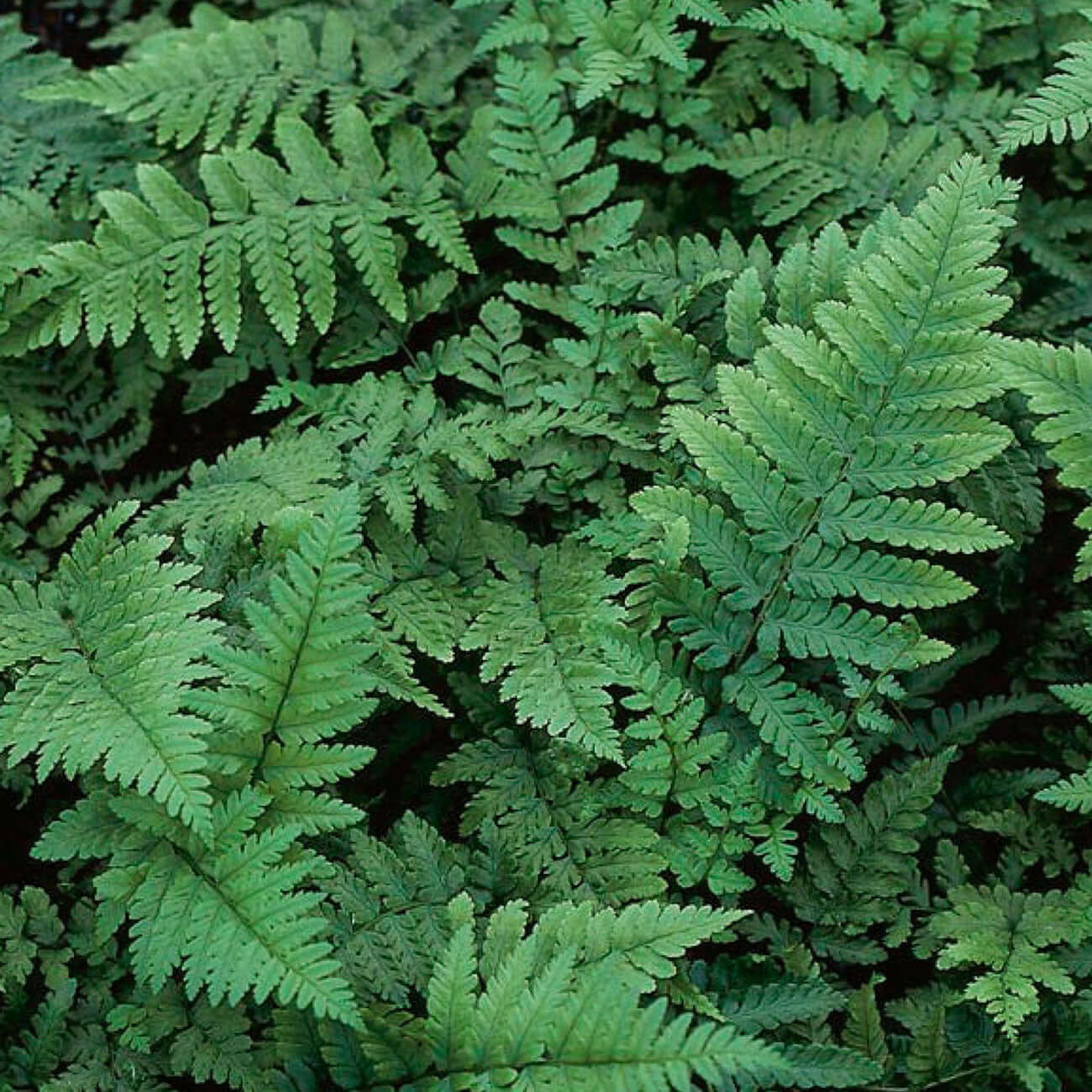 TN Nursery