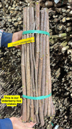 buy elderberry live stakes at tn nursery