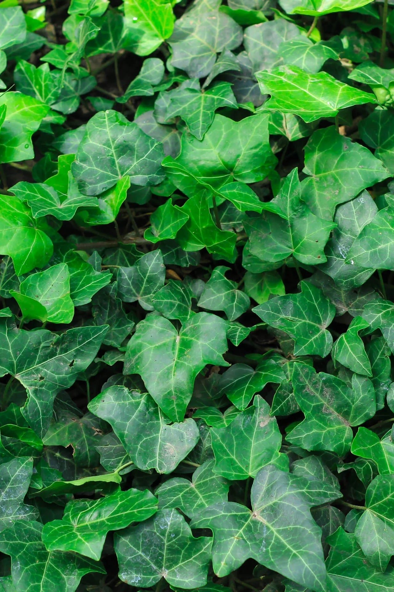 Trellis Plant