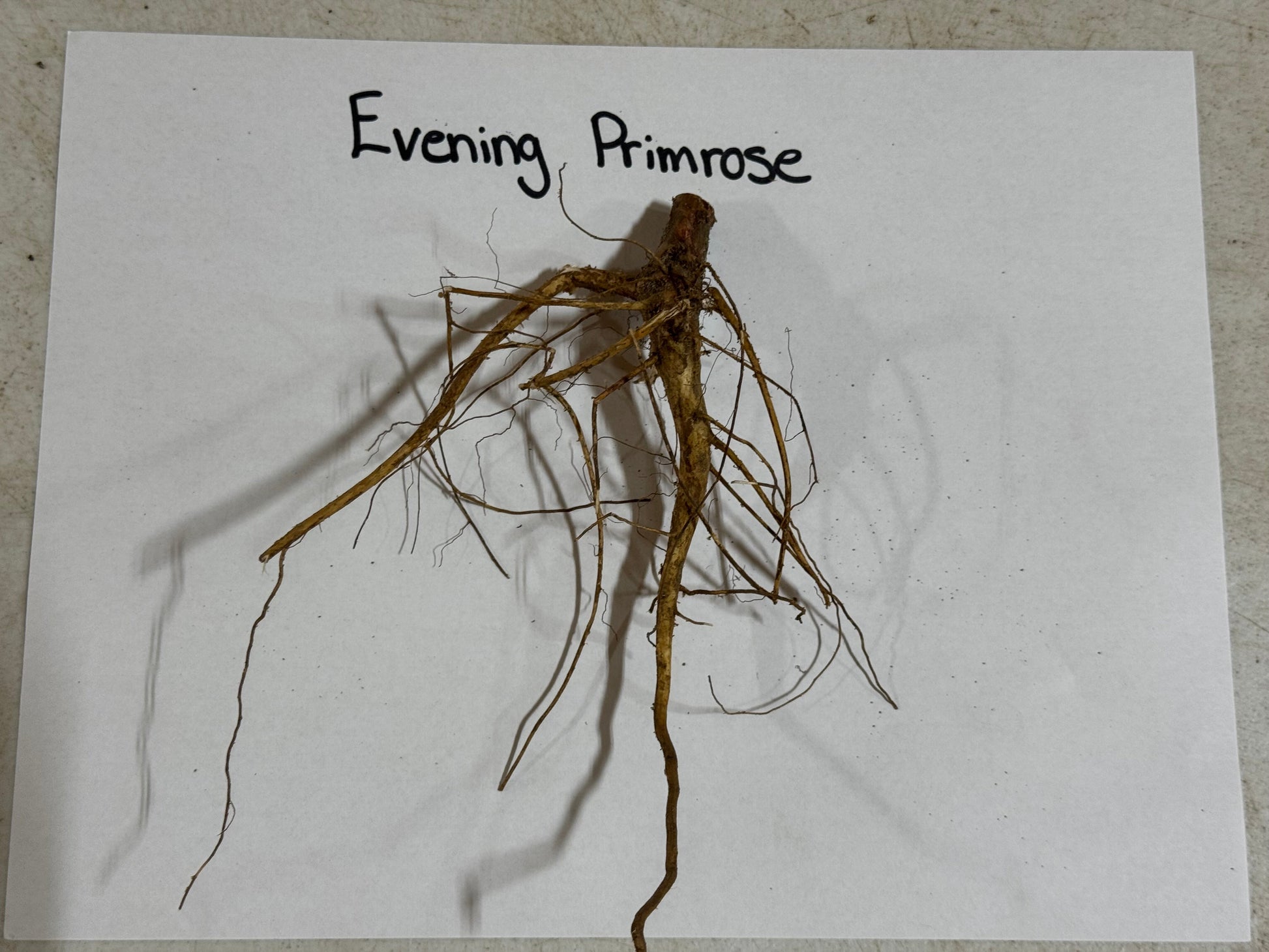 Roots of an evening primrose on a white background with 'Evening Primrose' text.