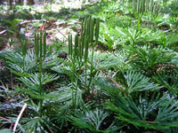 Fan Clubmoss Evergreen Ground Cover