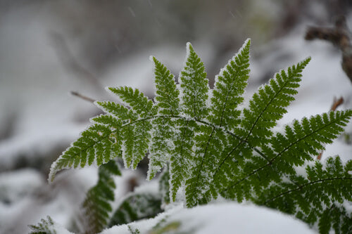 Fern with snow on it