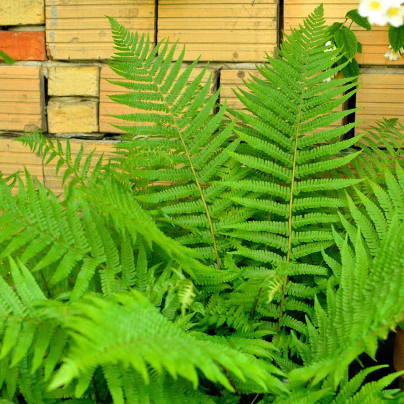 TN Nursery