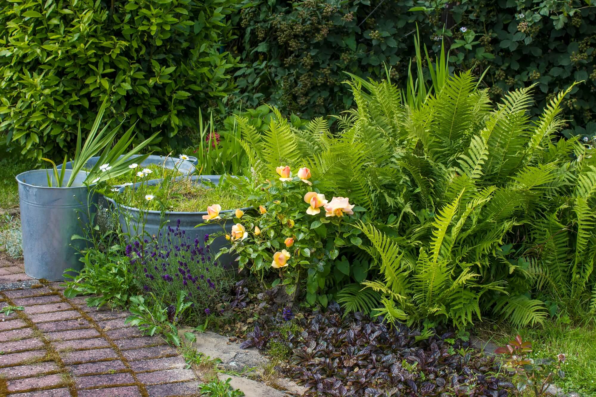 Garden scene with ferns, flowers, and a metal container.