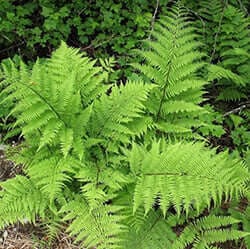 TN Nursery
