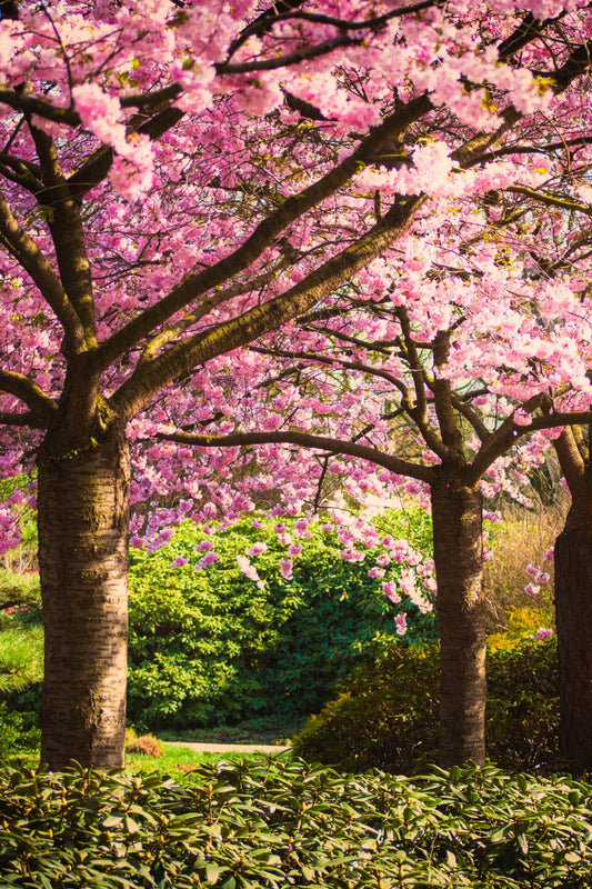 Flowering Trees With Stunning Pink Foliage