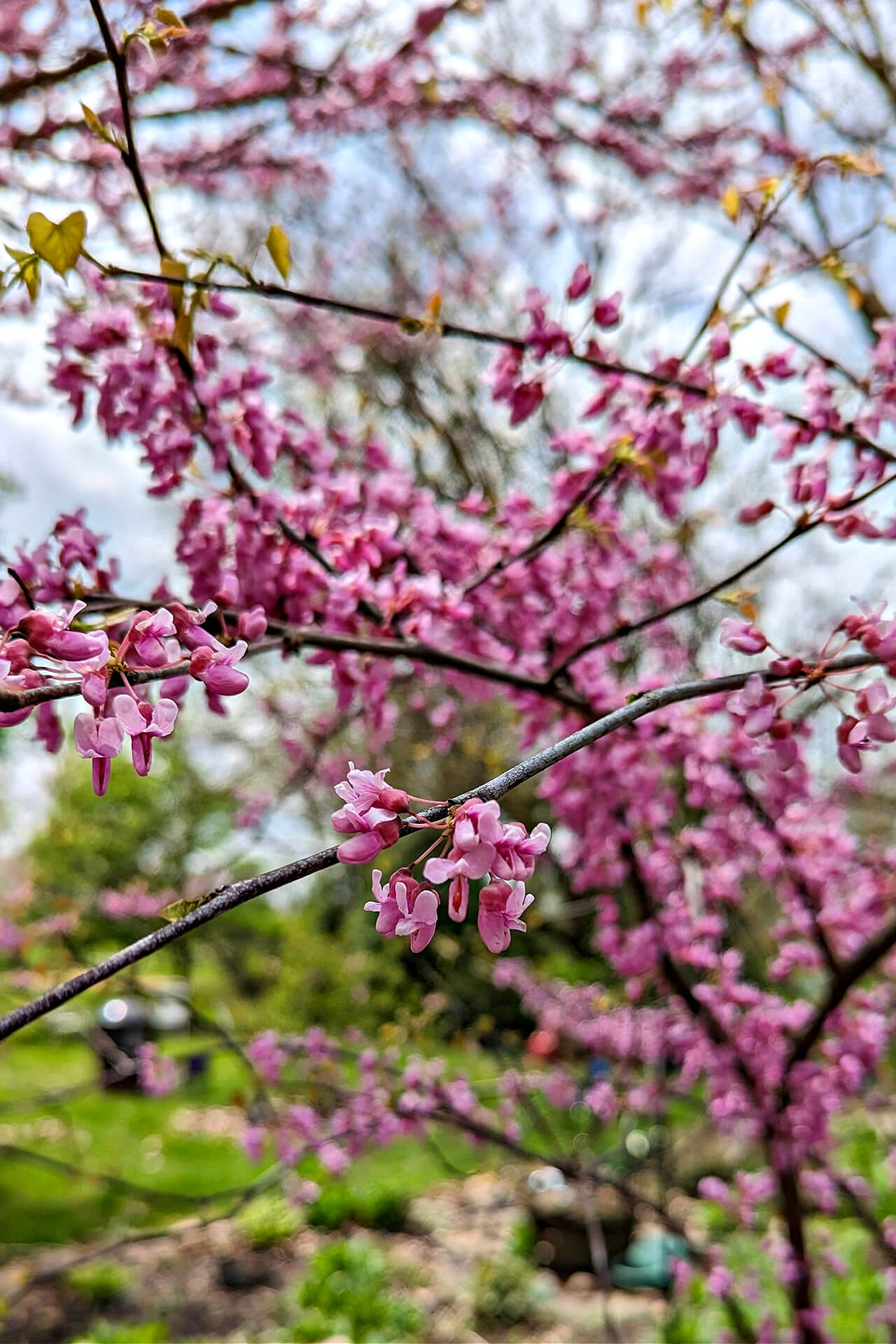 Flowering Red Bud Tree