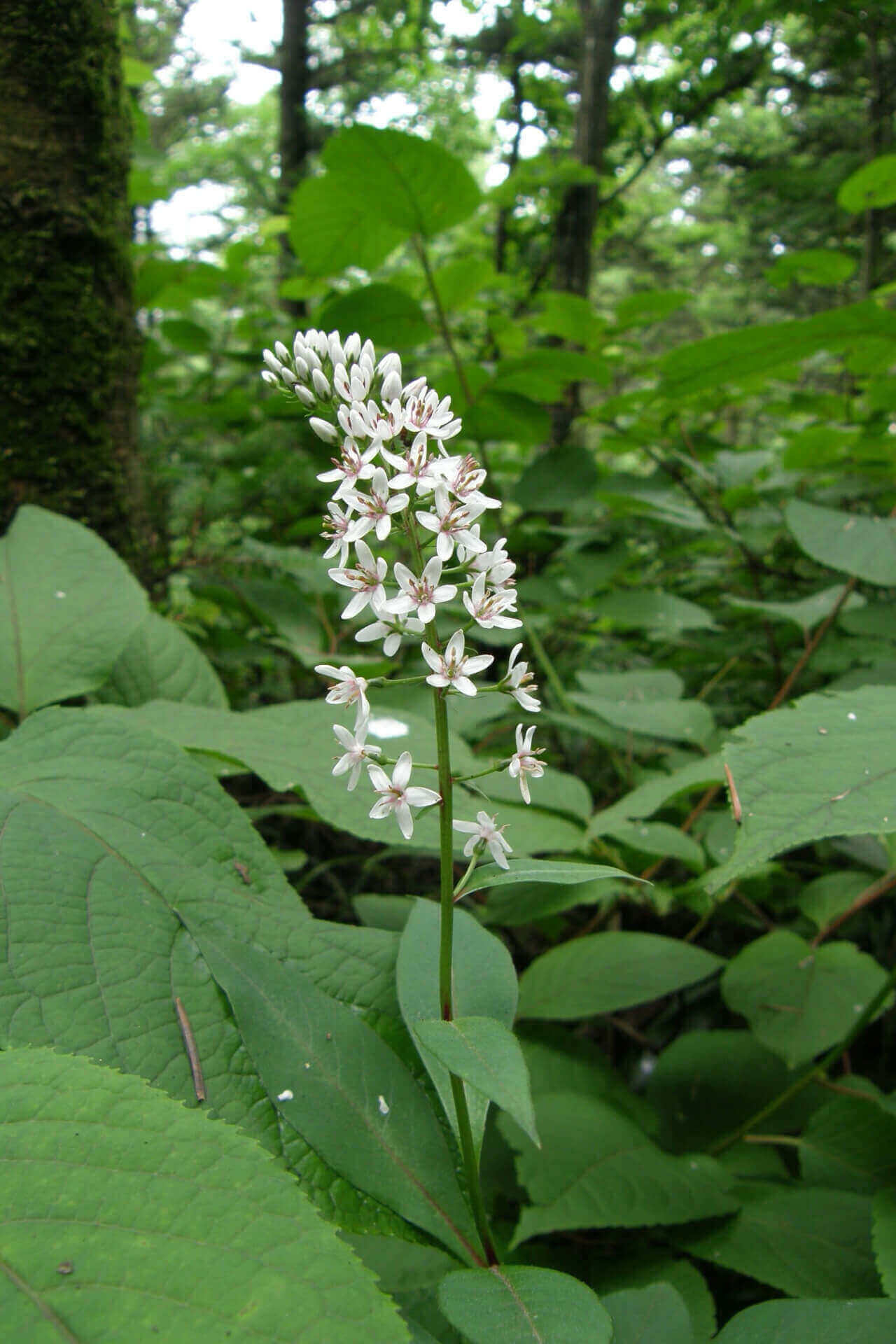 Exploring Foam Flower – TN Nursery