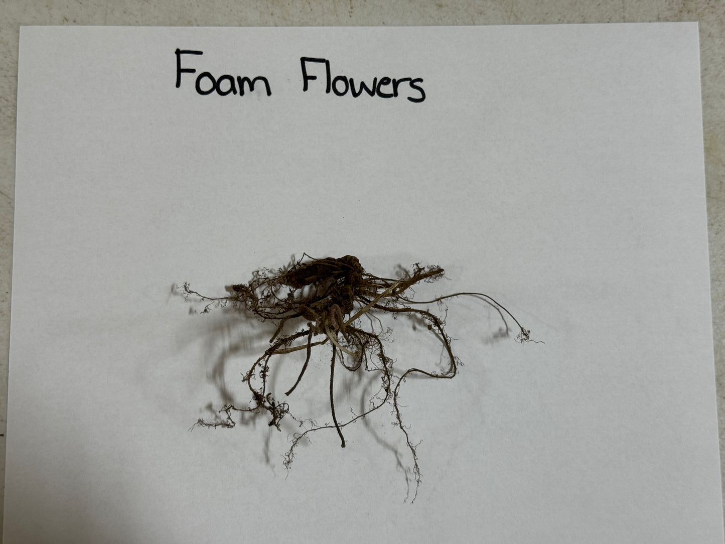 Roots of foam flowers on a white background with 'Foam Flowers' text.