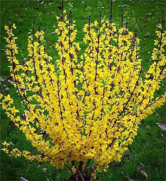 Bright Yellow Forsythia Shrub