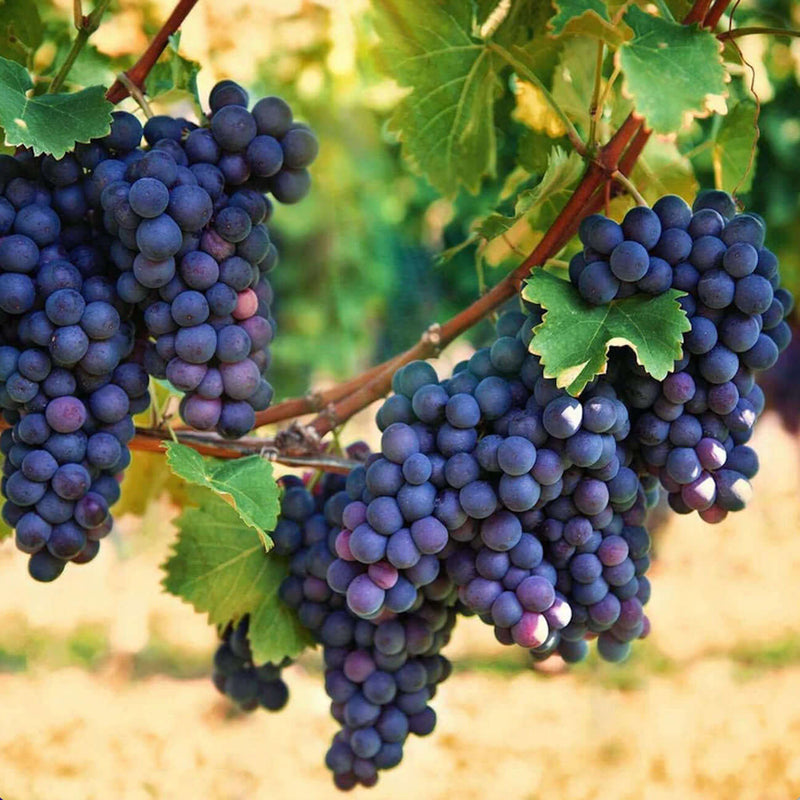TN Nursery - Fruiting Plants