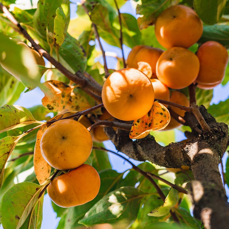 Fuyu Persimmon Tree