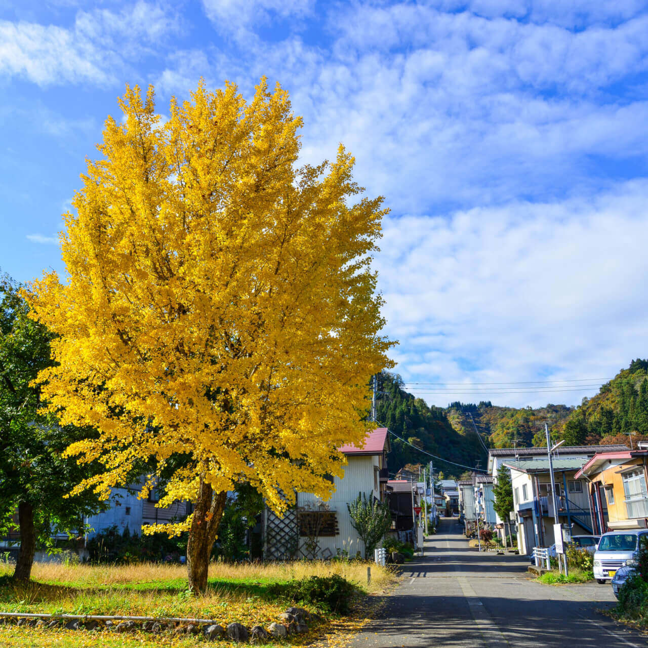 Ginkgo biloba