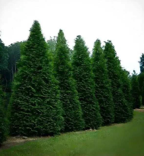 Green Giant Arborvitae 12-14" - TN Nursery