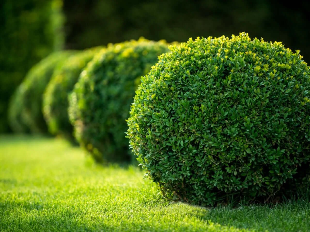 Green Velvet Boxwood - TN Nursery