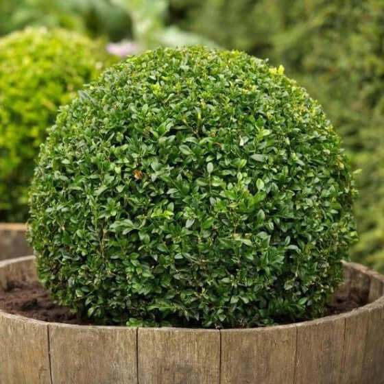 Beautiful Green Velvet Boxwood Shrub
