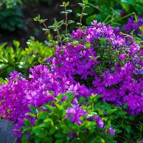Ground Covers - 25 Plants Chosen to Thrive In Your Zone