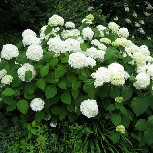 A Snow Hill Hydrangea (Hydrangea arborescens 'Snowhill') with large, rounded clusters of white flowers and green leaves.