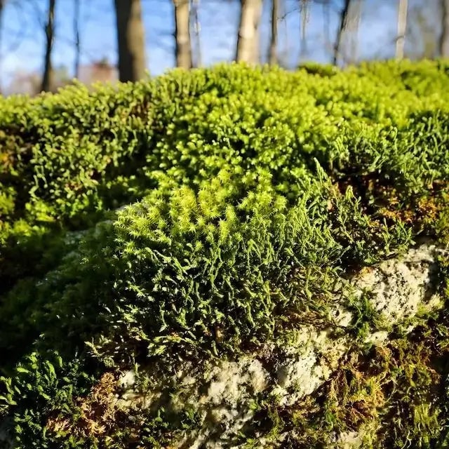 Hedwigia Ciliate Moss - TN Nursery