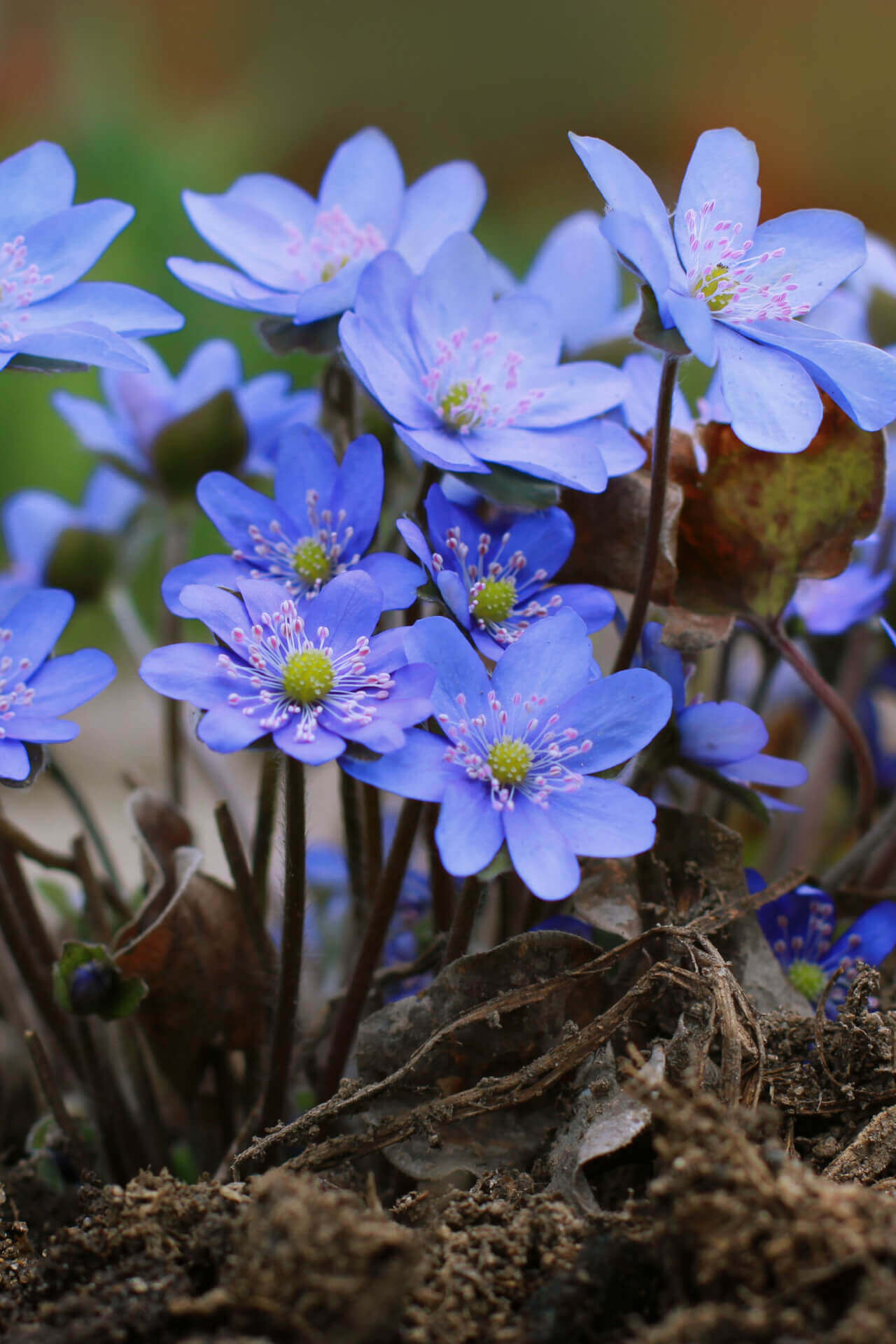 Hepatica Bright Blue Flowers