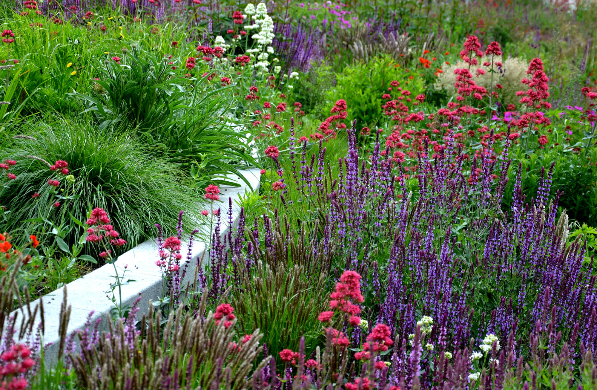 TN Nursery - Garden Plants