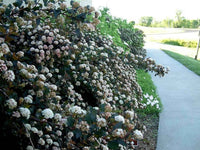 Hydrangea Arborescence Shrub 