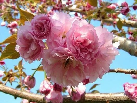 Kwanzan Cherry Tree