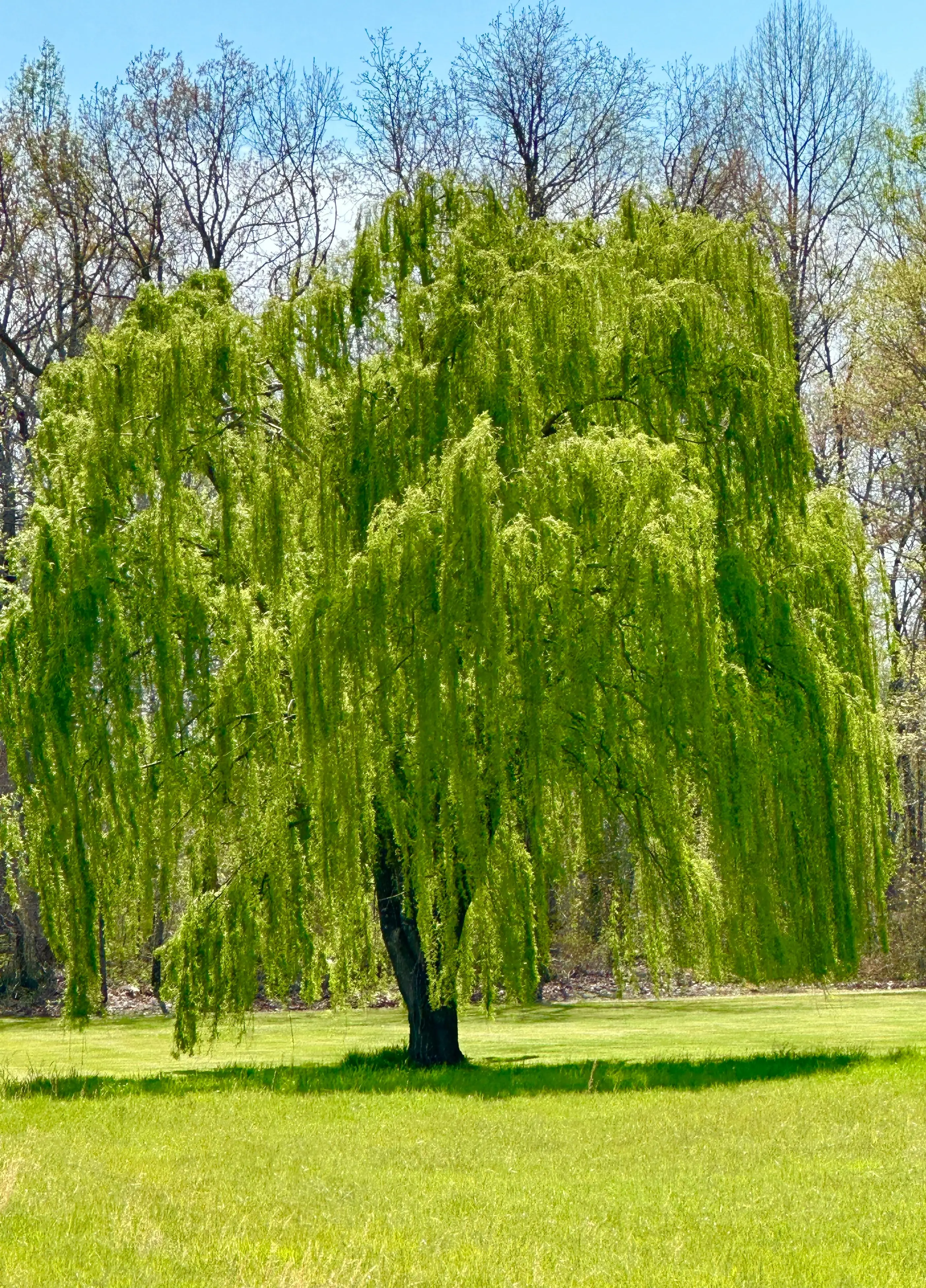 Weeping Willow Tree (3)