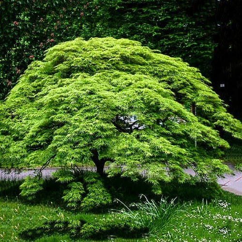 Japanese Maple - Acer Palmatum - TN Nursery