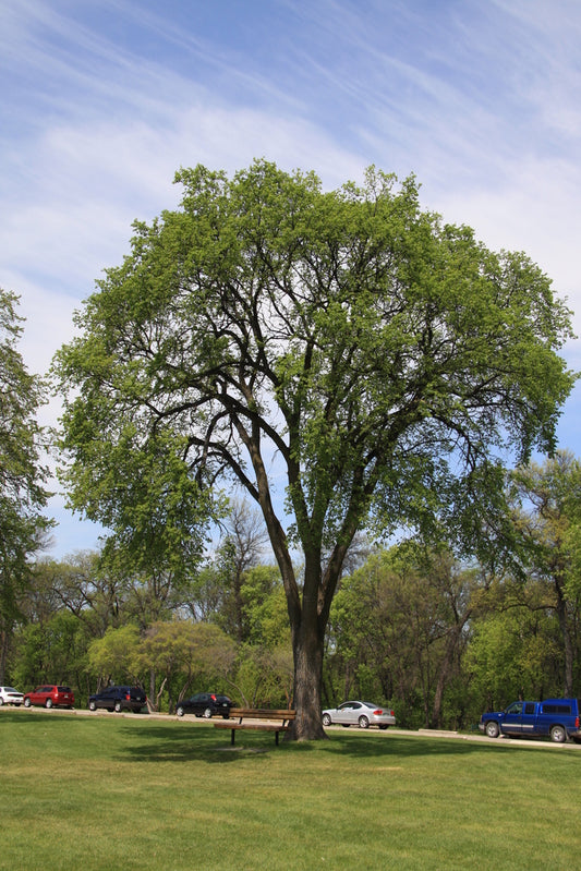 A large Elm Tree with a tall vase-like shape, serrated oval leaves, and prominent veins, standing in a grassy area with a clear blue sky in the background.